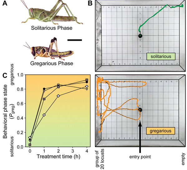 Рис. 1. A — Одиночная (Solitarios) и стадная (Gregarious) формы нимфы пустынной саранчи. B — траектории движения одиночной (вверху) и стадной (внизу) нимфы саранчи по экспериментальной арене. Слева установлена клетка с 20 саранчами. Одиночная форма уходит от скопления, а стадная, наоборот, всё время к нему возвращается (подробности в тексте заметки). C — превращение одиночной формы саранчи в стадную, вызванное разными способами (кружки — принудительное скученность особей; квадраты — потирание задней ноги кисточкой; ромбы — стимуляция нерва задней ноги электрическим током; треугольники — воздействие вида и запаха других особей). По горизонтали — время нахождения в группе (часы), по вертикали — выраженность стадного поведения. Рис. из обсуждаемой статьи в Science