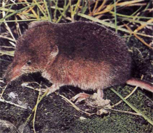 Обыкновенная бурозубка — прекрасный объект для изучения влияния хромосомных перестроек на обмен генами. Фото © Stephen Dalton с сайта bvi.rusf.ru