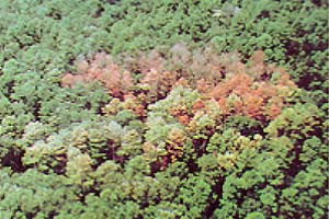 Участки леса, пораженные лубоедом Dendroctonus frontalis, легко узнать по пожелтевшим кронам сосен. Фото с сайта www.clemson.edu