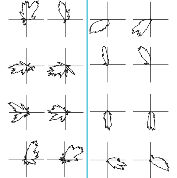 Рис. 2. Примеры работы «клеток направления» у 16-дневных крысят. Рисунки представляют собой «полярные диаграммы». Расстояние от начала координат соответствует активности нейрона при соответствующем направлении головы. Рис. из обсуждаемой статьи Wills et al.