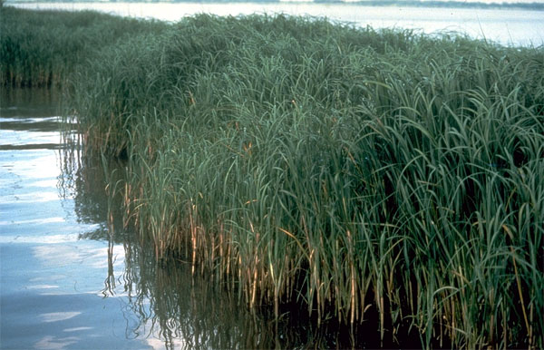 Заросли Spartina alternifolia — вида, распространенного на Атлантическом побережье Северной Америки. Будучи завезенным на Тихоокеанское побережье, он дал гибрид с местным видом Spartina foliosa. Фото с сайта en.wikipedia.org