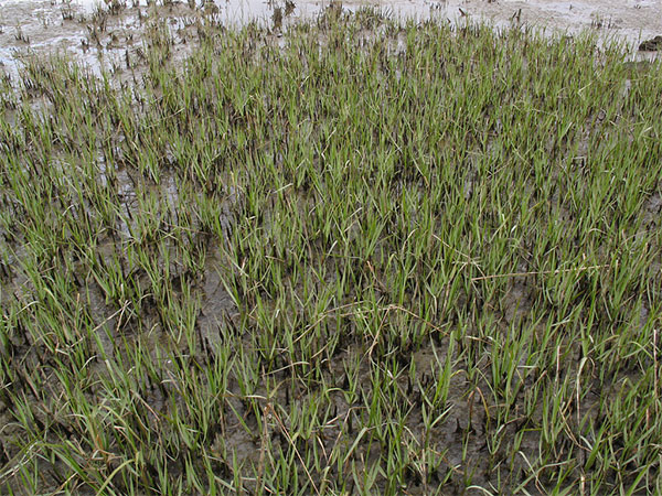 Этот вид спартины (Spartina foliosa) всегда произрастал на Тихоокеанском побережье Северной Америки. Сейчас он вытесняется другим видом, образовавшимся в результате естественной гибридизации с завезенным видом — Spartina alternifolia. Фото с сайта www.flickr.com/photos/kristaf/3365078296