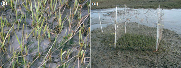 Проростки Spartina foliosa, объеденные казарками. Справа — участок, огороженный сеткой: видно, как прорастает Spartina, хотя вокруг всё съедено казарками. Рис. из обсуждаемой статьи в Ecology Letters