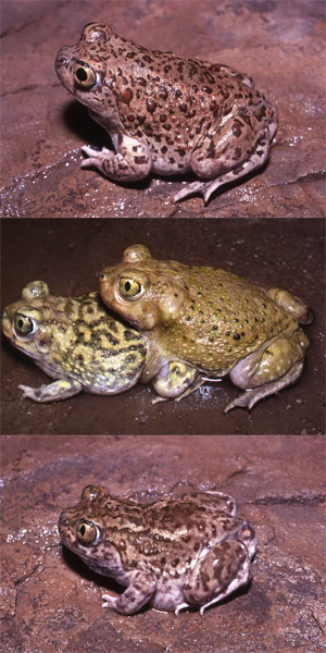 Сверху вниз: Spea bombifrons, Spea multiplicata, гибрид (фото с сайта www.thegeorgewalkerhouse.com)