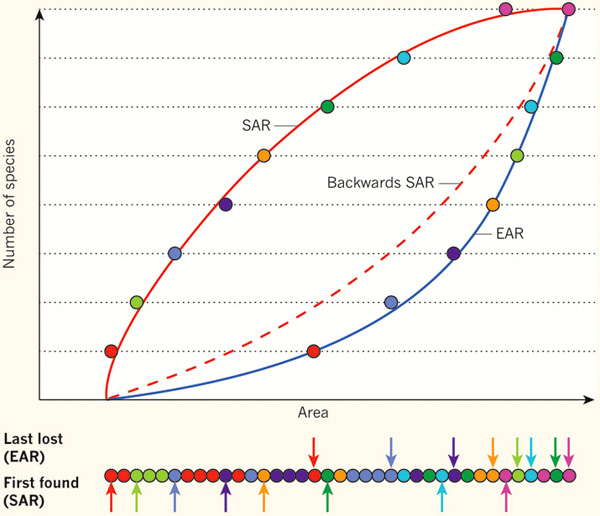 Гипотетический пример, сравнивающий два подхода — традиционный, который рассматривает кривую (Backwards SAR), обратную той, что характеризует рост числа видов при увеличении площади обследования (SAR), и новый подход, учитывающий неравномерность пространственного распределения разных видов (EAR). Изображение из обсуждаемой статьи Carsten Rahbek & Robert K. Colwell в Nature