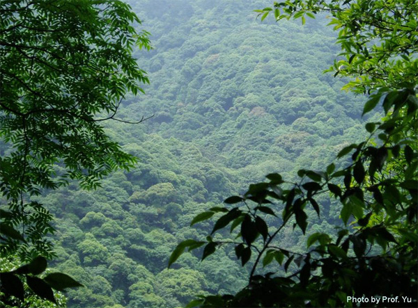 Тропические и субтропические леса — настоящий кладезь биоразнообразия. Вырубка их неизбежно приводит к исчезновению множества видов. На снимке — субтропический лес из широколиственных вечнозеленых пород в Gutianshan (Китай). Данные по этому лесу были использованы и в обсуждаемой работе He & Hubbell. Автор снимка — профессор Ю (Prof. Yu). Со странички www.ualberta.ca/~fhe