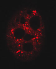 Ядерные спеклы (выделены красным) содержат резервный запас информационных РНК (фото с сайта www.nature.com)