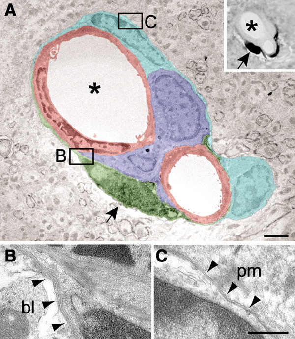 Рис. 1. A. Электронная микрофотография кровеносных сосудов спинного мозга, окруженных эндотелиальными клетками (красные), перицитами типа А (зеленые; один из них показан стрелочкой), перицитами типа В (синие) и астроцитами (голубые). Изображение из обсуждаемой статьи в Science