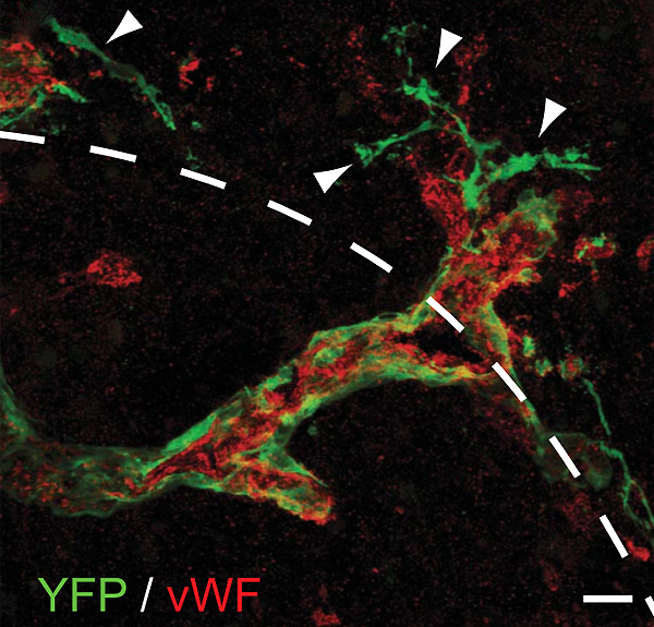 Рис. 3. Кровеносный сосуд пересекает границу (отмеченную пунктиром) между неповрежденной и поврежденной (справа вверху) областями. Изображение из обсуждаемой статьи в Science