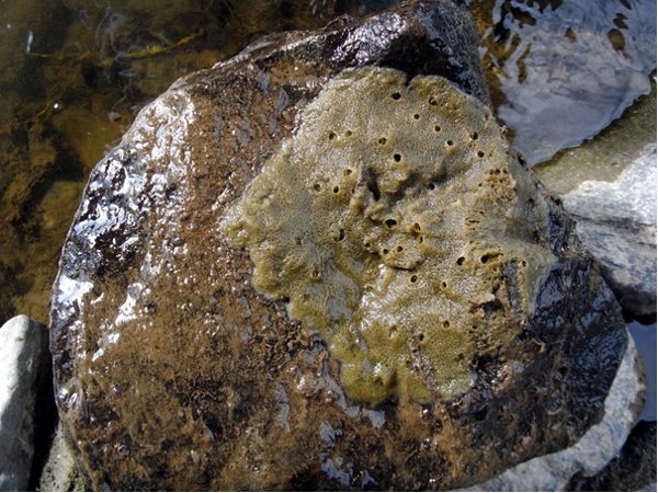 Рис. 1. Пресноводная губка Ephydatia muelleri\n