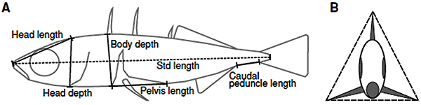 Морфологические признаки, учтенные в эксперименте (помимо числа боковых пластин). Рисунок из обсуждаемой статьи в Evolution