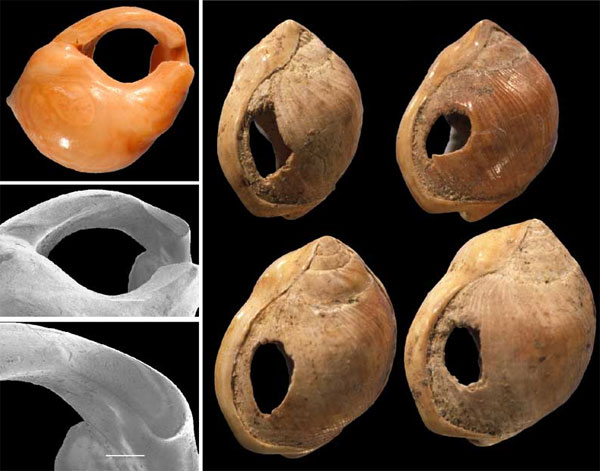 Продырявленные ракушки, из которых делались ожерелья. Культура SB, пещера Бломбос. Фото с сайта www.svf.uib.no
