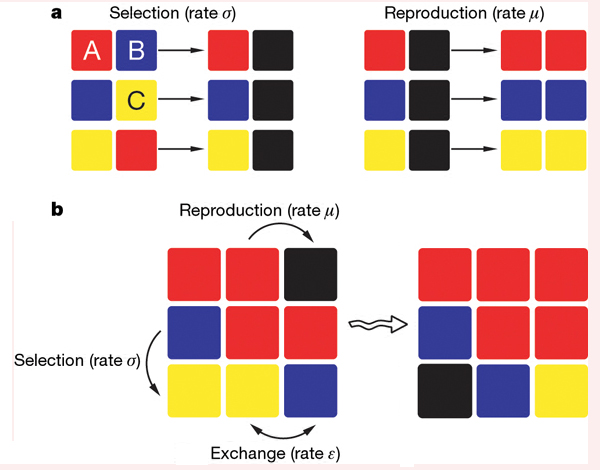 Рис. 1. Схема взаимодействия видов на поверхности субстрата. Поверхность представлена ячейками, каждая из которых может быть занята только одним из трёх видов (вид A показан красным цветом, вид B — синим, а вид C — желтым). В процессе избирательного уничтожения (selection) один вид способен очистить пространство от другого вида (образовавшиеся свободные участки показаны черным). Вид A способен уничтожить вид B; B — C; а C — A (панель a, левый рисунок). Помимо уничтожения, есть процесс размножения (reproduction), ведущий к заселению соседней ячейки, и процесс обмена (exchange), в ходе которого виды меняются местами проживания (ячейками) или занимают свободную ячейку (панель a, правый рисунок). Интенсивность подобного «обмена» — это и есть введенная в модель «мобильность». Все три процесса характеризуются определенными скоростями — параметрами, которые задаются в модели. Панель b как раз иллюстрирует пример протекания трех процессов на решетке 3x3. Рис. из обсуждаемой статьи в Nature