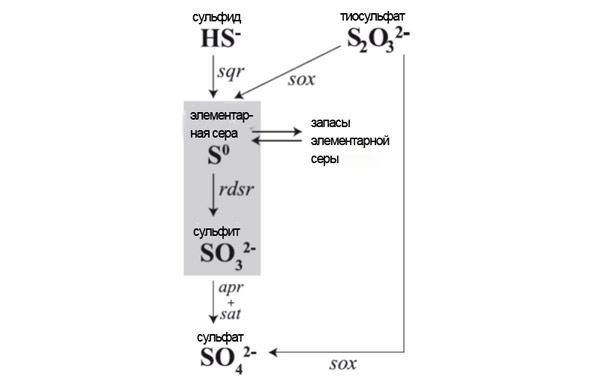 Схема окисления серы бактерией SUP05