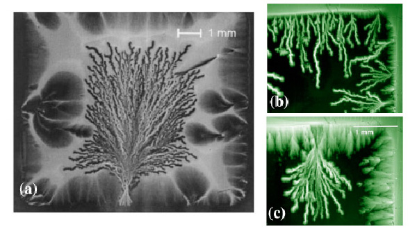 Рис. 4. Магнитооптические изображения древовидных ветвящихся структур в тонких пленках YBaCuO при температуре 4,2 К (a), в MgB2 при температуре 3,8 К (b) и 10 К (c). Изображения из обзора E. Altshuler и T. H. Johansen в журнале Rev. Mod. Phys.