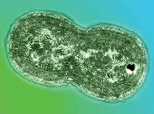 Цианобактерия Synechococcus в процессе деления. Этот микроб днем фотосинтезирует, а ночью фиксирует атмосферный азот (фото с сайта www.lbl.gov)