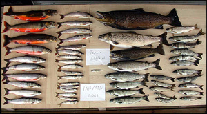 Улов из озера Такватн (Норвегия), 2003 год. После целенаправленного вылова мелких гольцов (слева) крупная кумжа (справа) смогла уже сама регулировать популяцию своей потенциальной добычи (фото с сайта www.science.uva.nl)