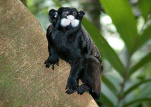 Усатый тамарин Saguinus mystax