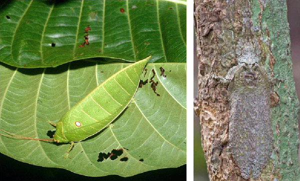 Кузнечики, подражающие листу и коре дерева