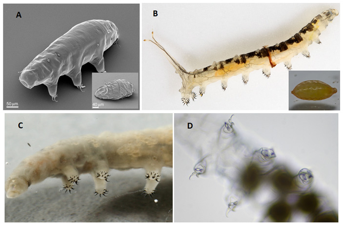 Рис. 1. Морфологическое сходство тихоходок и личинок мух-береговушек