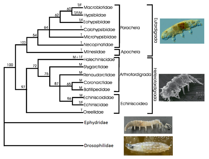 Рис. 3. Эволюционное дерево тихоходок