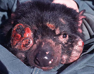 Тасманийский дьявол с опухолью на месте глаза (фото с сайта www.dpiwe.tas.gov.au)