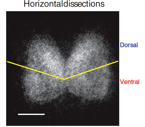 Рис. 1. Супрахиазматическое ядро гипоталамуса. Желтая линия разделяет его дорсомедиальную (dorsal) и вентролатеральную (ventral) части. Изображение из обсуждаемой статьи в Science
