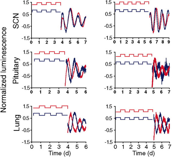 Рис. 2. Выдерживание при температурных циклах, противоположных по фазе, заставляет «колебаться в разные стороны» суточные ритмы в гипофизе (pituitary) и в легких (lung), но не в супрахиазматическом ядре (SCN). Изображение из обсуждаемой статьи в Science