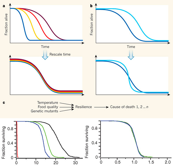 Рис. 2. Большинство факторов, влияющих на продолжительность жизни C. elegans, не меняют форму кривой выживания