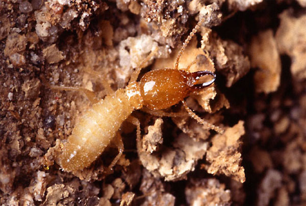 Солдат термита Coptotermes formosanus. Солдаты защищают колонию. Они не добывают пищу и не способны сами питаться. Их кормят рабочие особи. Фото с сайта www.entomology.msstate.edu