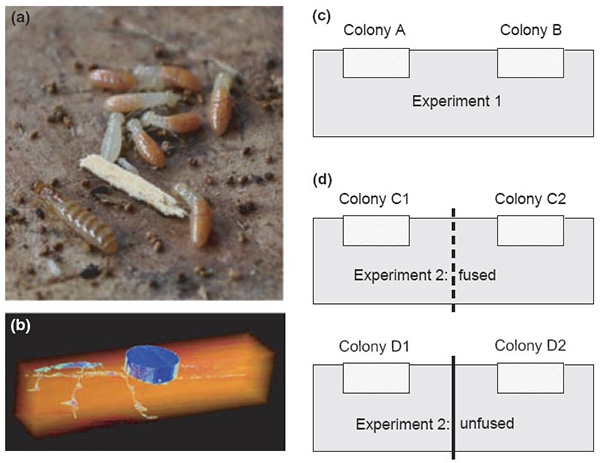 Рис. 1. (a) Царица с увеличенным брюшком (слева внизу) и рабочие термиты Сryptotermes secundus. (b) Изображение куска сухой древесины с колонией термитов, полученное с помощью компьютерной томографии. (c) Схема полевого эксперимента «Объединение колоний». (d) Схема эксперимента «Причины и последствия объединения колоний»