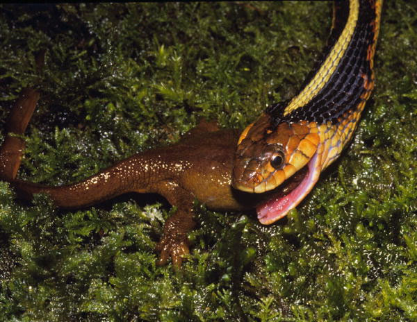 Обыкновенная подвязочная змея (Thamnophis sirtalis) поедает желтобрюхого тритона в штате Орегон. Подвязочные змеи способны вырабатывать в ходе эволюции устойчивость к тетродотоксину. Это позволяет им питаться ядовитыми тритонами, которые, в свою очередь, становятся более ядовитыми в тех районах, где на них охотятся обладающие частичной устойчивостью к яду змеи. Новое исследование показало, что там, где устойчивость змей к яду оказывается полной, тритоны уже не эволюционируют в сторону увеличения ядовитости. Фото © Edmund D. Brodie III из синопсиса к обсуждаемой статье в PLoS Biology