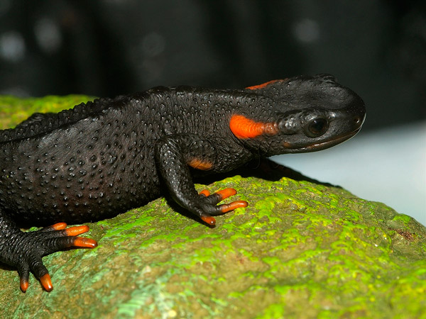 Рис. 1. Сычуаньский крокодиловый тритон Tylototriton taliangensis