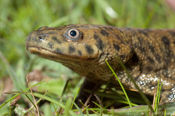 Рис. 2. Испанский ребристый тритон Pleurodeles waltl