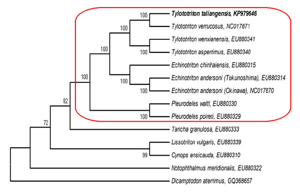 Рис. 3. Эволюционное древо семейства саламандрид
