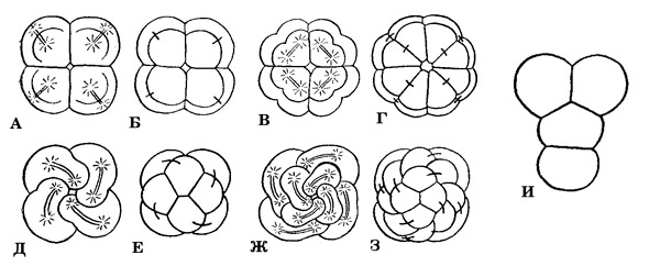 Рис. 2. Типы дробления.