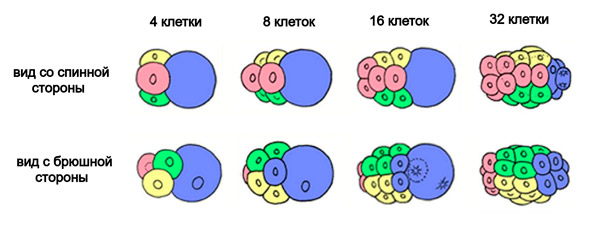 Рис. 3. Зародыш Elminius modestus в процессе дробления