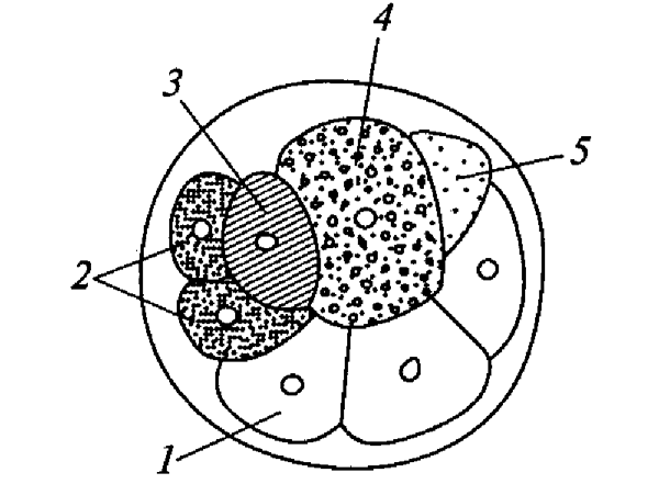 Рис. 4. Зародыш аппендикулярии на стадии 8 клеток в продольном разрезе