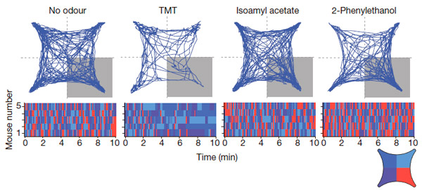 Рис. 2. Траектории мышей на арене для оценки запахов, и их анализ