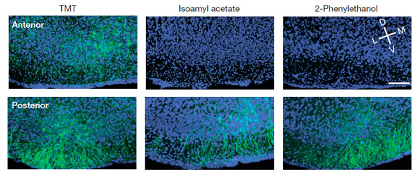 Рис. 4. Активные нейроны миндалевидного тела мышей при врожденной реакции на разные запахи