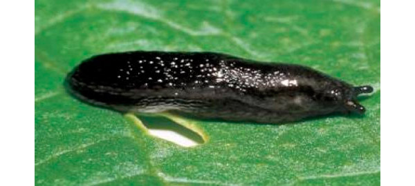 Обычный садовый слизень (Arion hortensis)