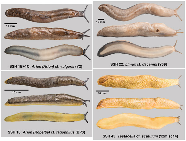Четыре новых вида слизней