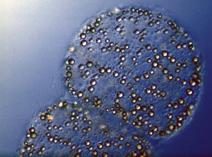 Клетки гигантской серобактерии Thiomargarita из зоны апвеллинга Намибии. Возможно, именно эти организмы были матрицей микроокаменелостей Доушаньтуо. Фото с сайта www.mpi-bremen.de