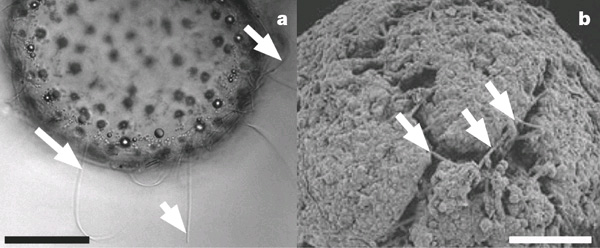 Слева — серобактерия, справа — эмбрион; стрелками показаны сходные по форме и размерам нитчатые образования на поверхности живых и ископаемых клеток (длина масштабной линейки: слева 50 мкм, справа 100 мкм). Фото из обсуждаемой статьи в Nature