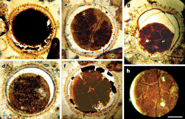 Так выглядят ископаемые эмбрионы внутри сложных оболочек. c — одноклеточные эмбрионы, d и e — двухклеточные, f — восьмиклеточные, g и h — 16-клеточные. Фото из обсуждаемой статьи в Nature