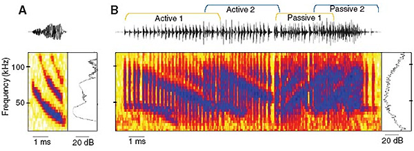 Рис. 2. Осциллограммы (вверху), сонограммы (внизу слева) и частотные спектры (внизу справа) эхолокационного сигнала летучей мыши Eptesicus fuscus (A) и двух перекрывающихся сигналов Bertholdia trigona (B). Рисунок из обсуждаемой статьи в Journal of Experimental Biology