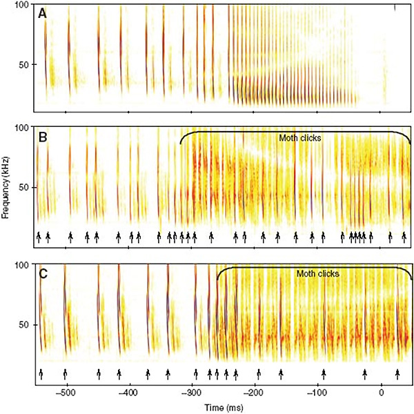 Рис. 4. Сонограммы трех атак на контрольную и щелкающих бабочек. Стрелки обозначают моменты генерации эхолокационных сигналов в тех случаях, когда присутствовали щелчки B. trigona. Рисунок из обсуждаемой статьи в Journal of Experimental Biology