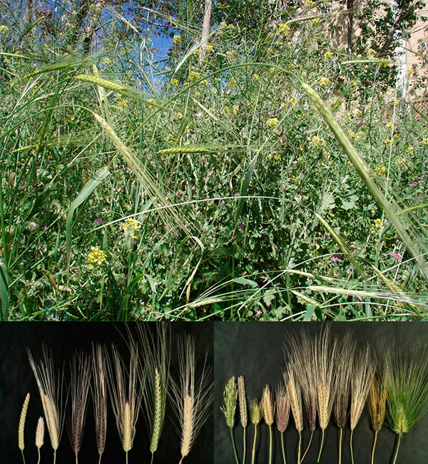 Рис. 1. Дикий ячмень и разнообразные сорта культурного ячменя