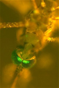 У этого генномодифицированного малярийного комара Anopheles stephensi ослаблена способность к заражению малярией теплокровных животных, в том числе и человека. Фото с сайта www.jhsph.edu