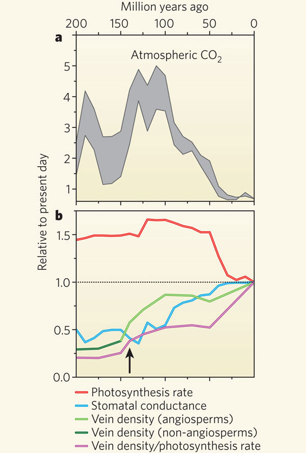 a — изменение содержания СО2 в атмосфере за последние 200 млн лет. b — изменения относительно современного уровня (1.0): скорости фотосинтеза (красная линия), проводимости устьиц (голубая линия), плотности жилкования у покрытосеменных (светло-зеленая линия) и других групп сосудистых растений (темно-зеленая линия), отношения плотности жилкования к скорости фотосинтеза (фиолетовая линия). Рис. из обсуждаемой статьи Beerling, Franks, 2010 // Nature. V. 464. P. 495–496